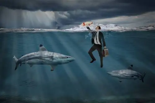 8 уроков маркетинга и продаж, которые я извлек, наблюдая за аквариумом с акулами