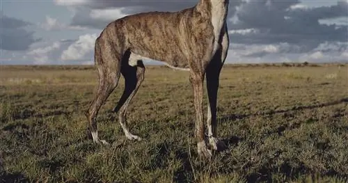 Вот как музей Гетти делает очаровательные фотографии животных
