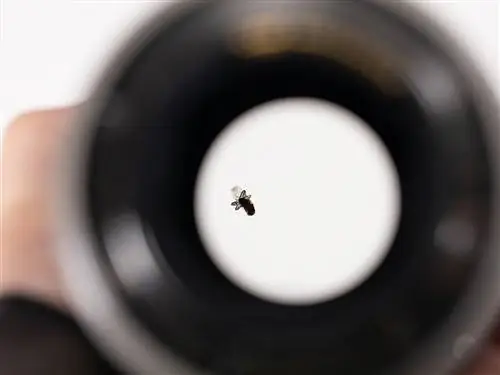Компания Lens Rentals обнаружила мертвую мушку, застрявшую внутри зум-объектива, и это практически не повлияло на качество изображения