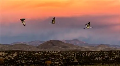 Серия наставников: Боске дель Апач