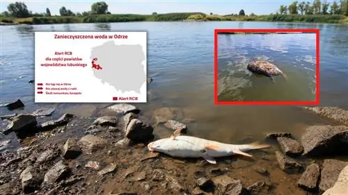 предупреждение о кори