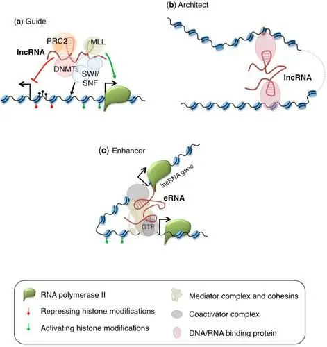 ВИЧ элиминируется в культуральной среде