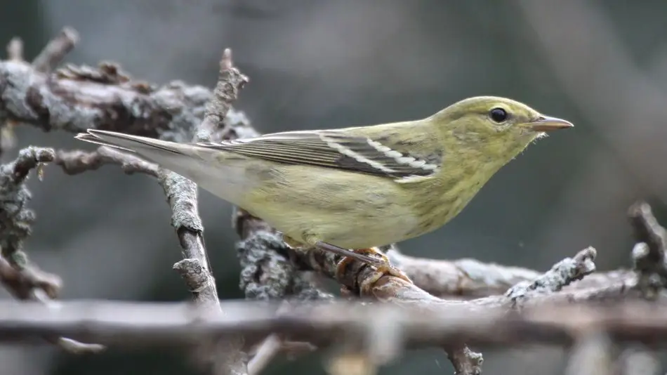 Крошечная певчая птица летит без остановки более 1700 миль