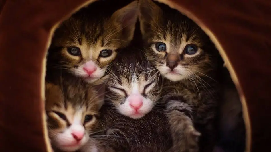 Серия фотографий Документы Крошечные котята от спасения до усыновления