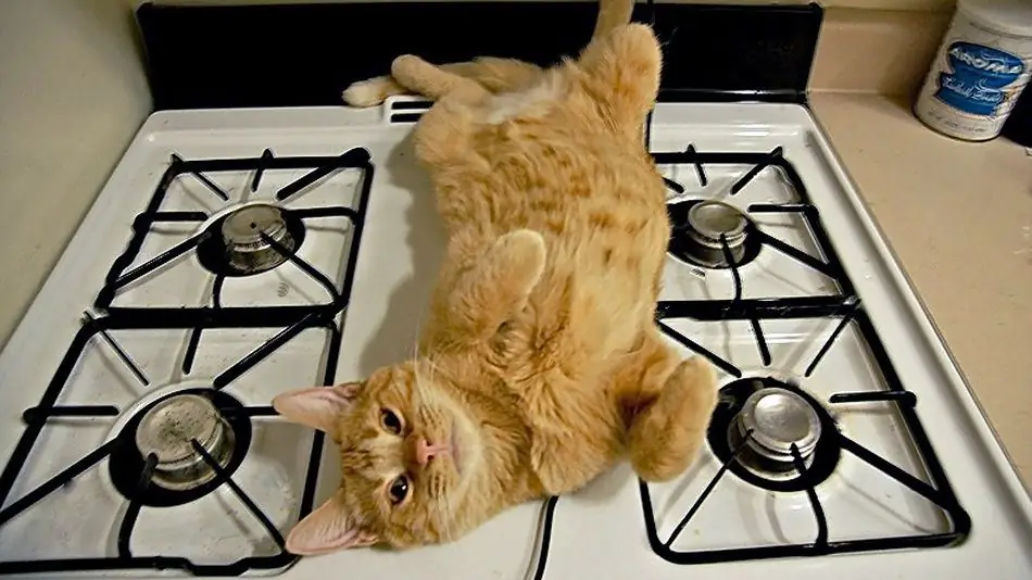 12 кошек готовы помочь вам с ужином благодарения