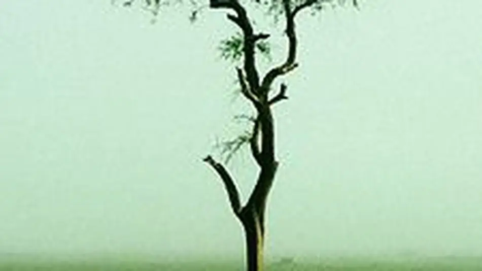 Wi-Fi убивает деревья? Голландский отчет вызывает сомнения