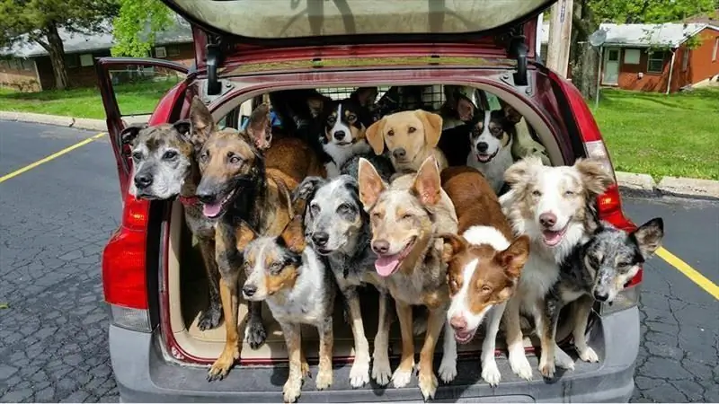 Как удалить собачью шерсть с автомобильных сидений?