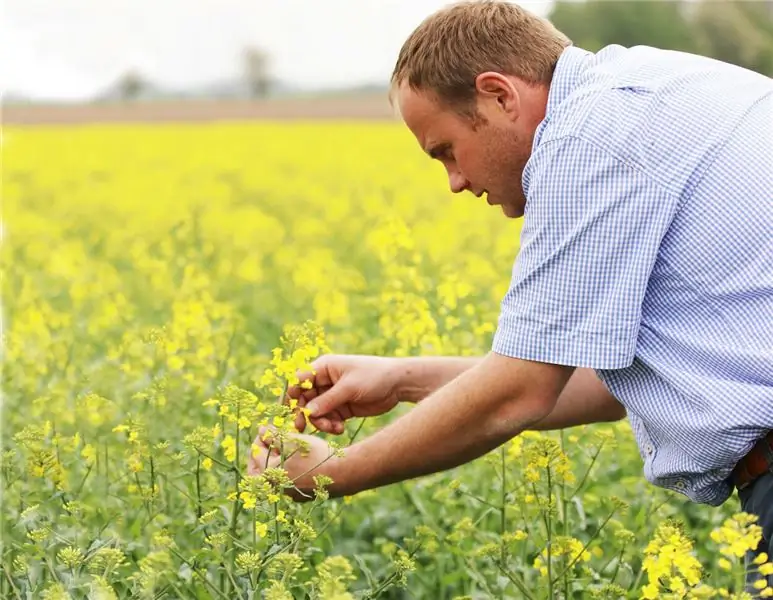 OVID и UFOP требуют поддержки выращивания канолы