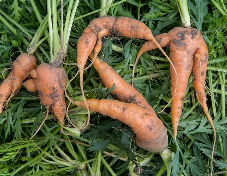 Из-за засухи: Реве и Пенни продают «уродливые» овощи