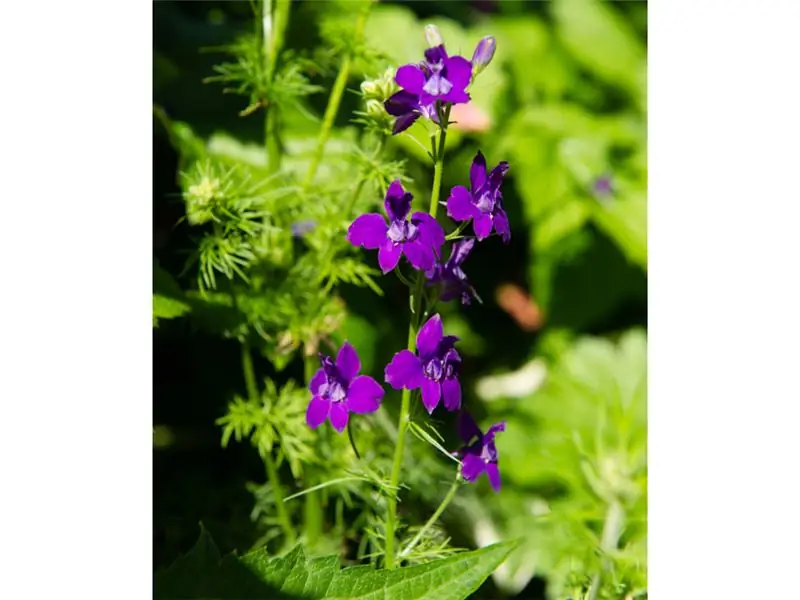 Поле Живокость