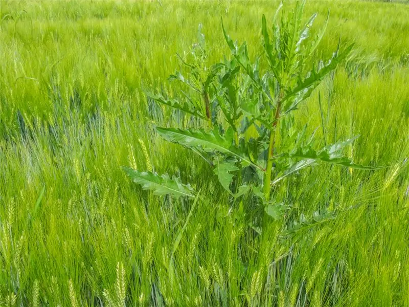 Чертополох в Ферсте