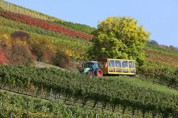 Поездка на винограднике