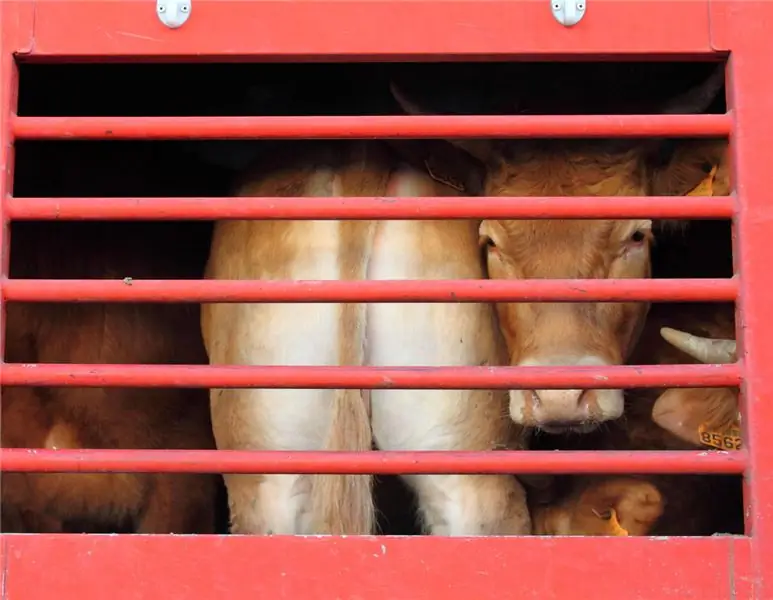 Федеральный совет обсуждает вопросы защиты животных при транспортировке в третьи страны