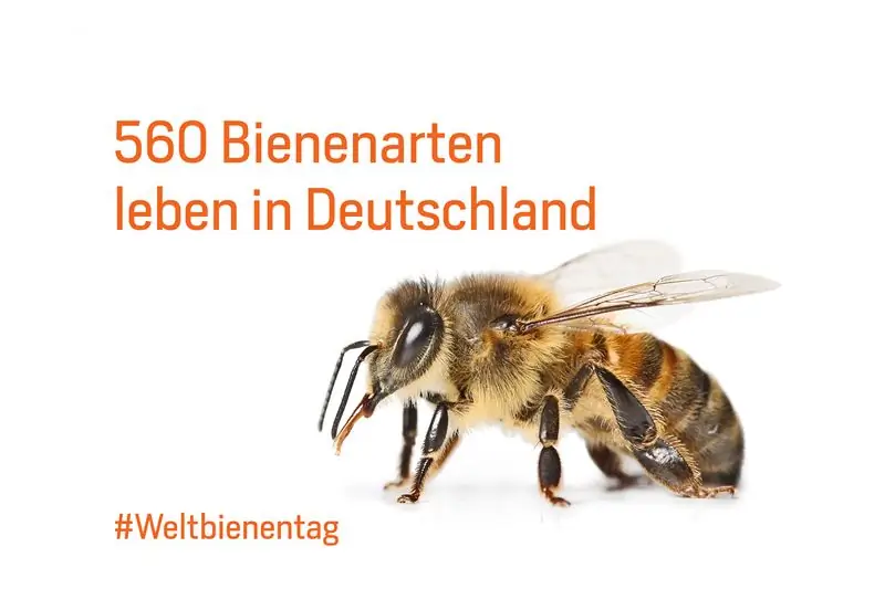 Пчела с фактом на картинке