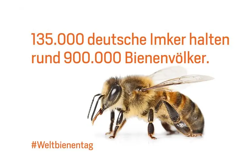 Факт 6 пчела