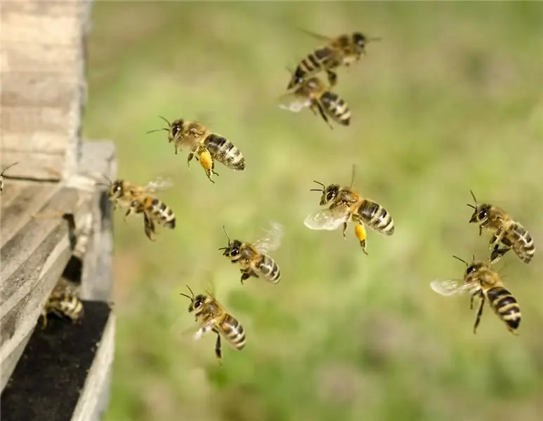 Россия: массовая гибель пчел
