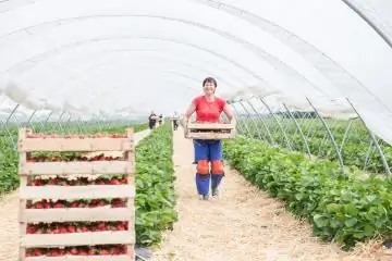 урожай клубники