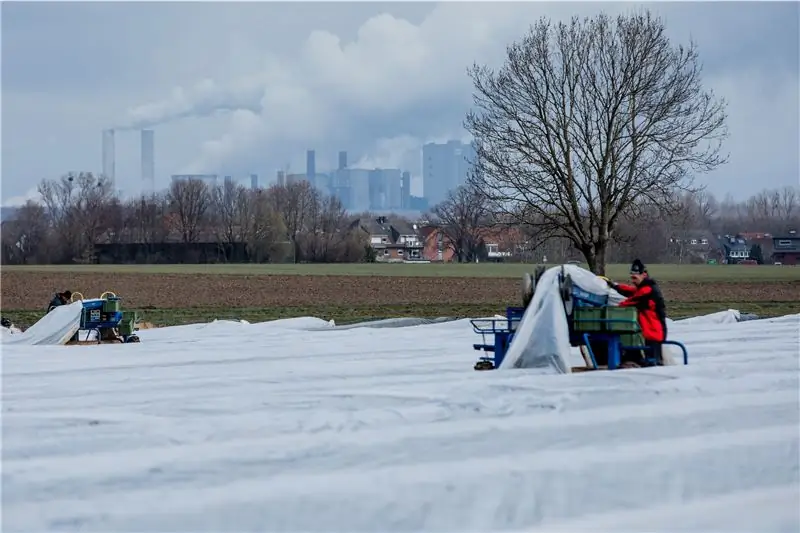 Поле спаржи, покрытое фольгой