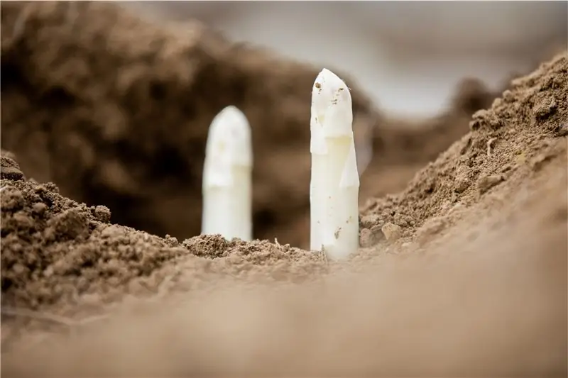 Верхушки спаржи в земле