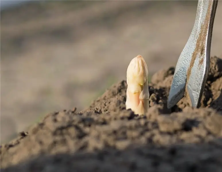 Текущие цены на спаржу и цены на клубнику