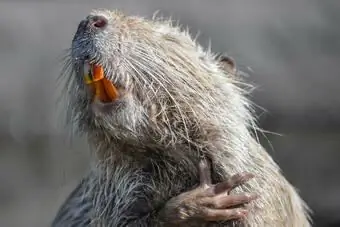 Нутрия крупным планом