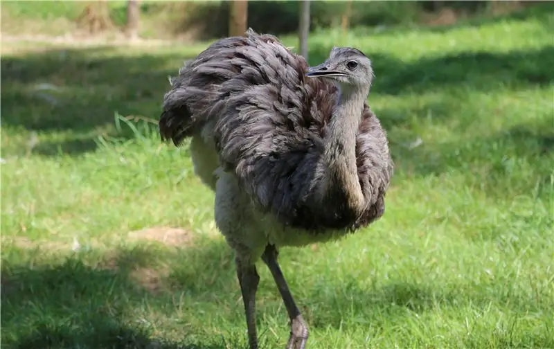 Нанду на лугу