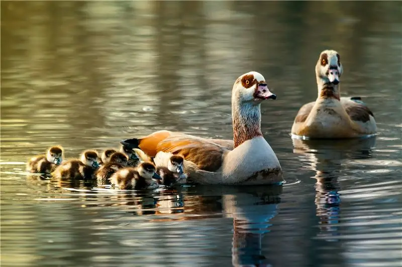 Семья египетских гусей на водоемах