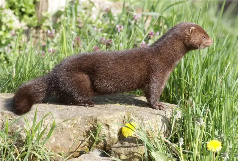 Американская норка на пне