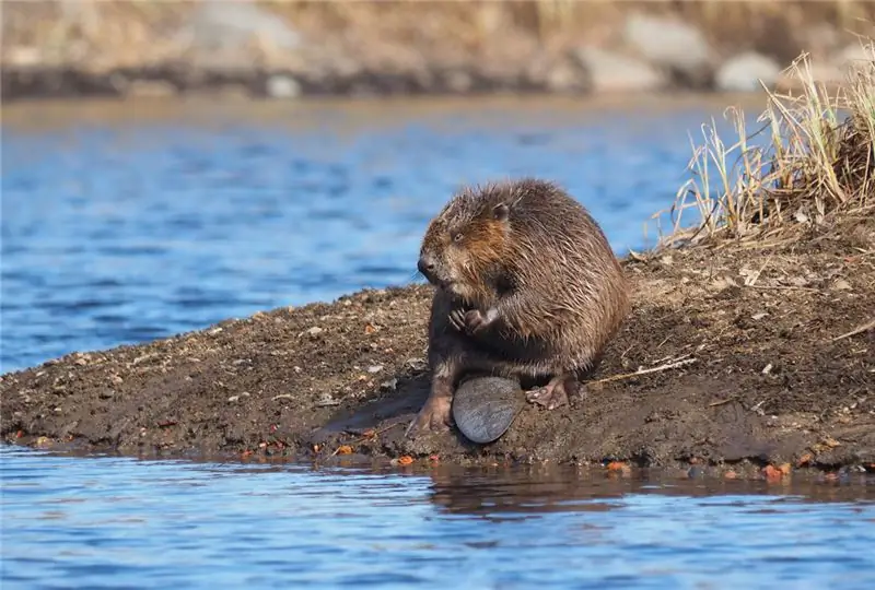 Канадский бобр сидит на берегу
