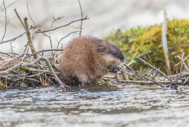 Ондатра сидит перед ветвями