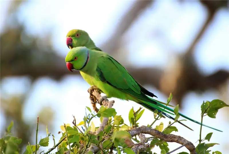 Попугай с кольцевой шеей сидит на ветке