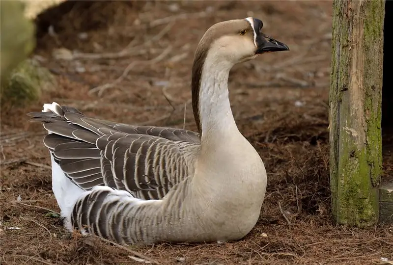 Сидящий гусь-лебедь
