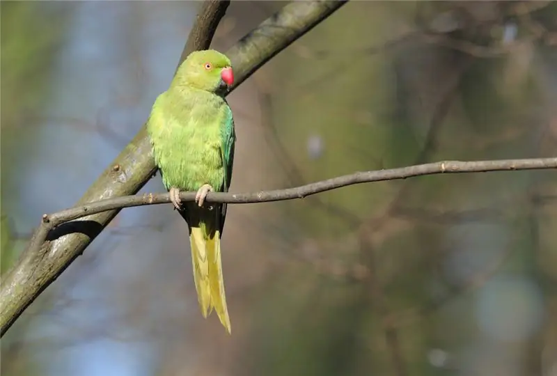 Великий попугай Александр сидит на дереве