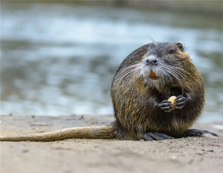 Десять фактов о нутриях в Германии