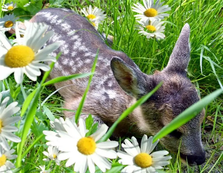 Фейковые новости: 100 000 оленят погибли в результате спаривания