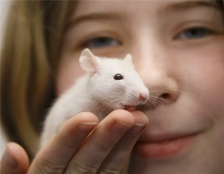 Юмор из домашнего офиса: Peta и пандемия