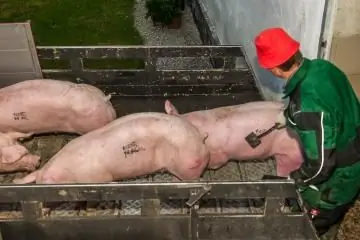 Водитель загружает свиней