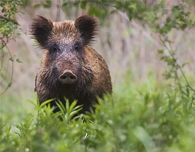 Первый случай африканской чумы свиней (АЧС) в Германии?