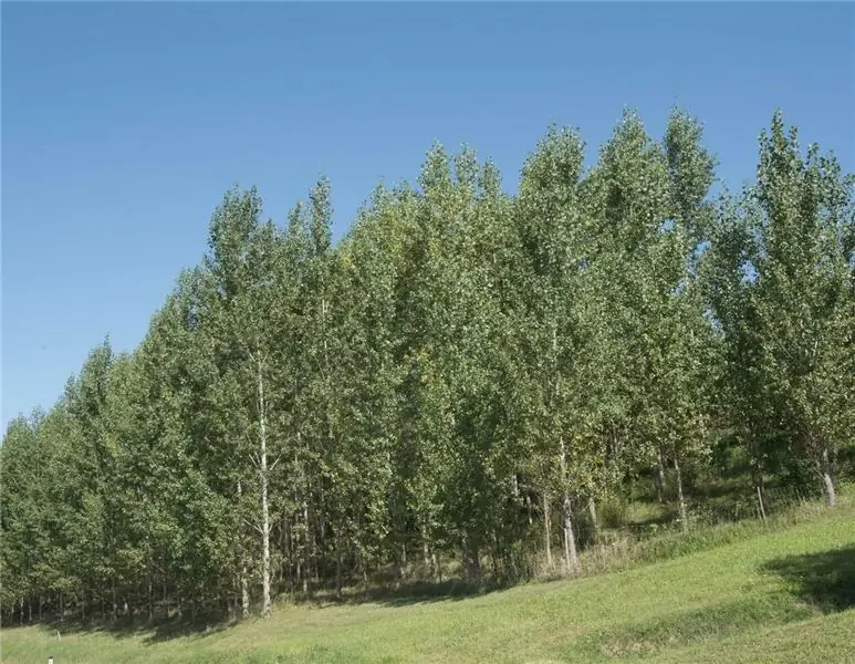 Коалиция хочет продвигать системы агролесоводства