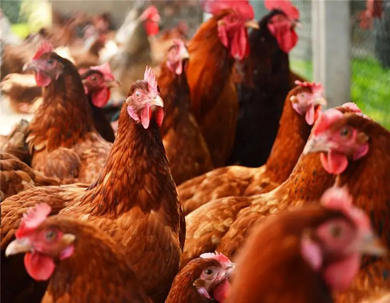 Птичий грипп: польская ферма вынуждена убить 930 000 кур-несушек