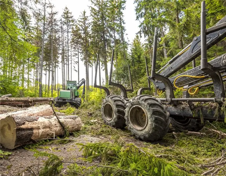 Holzmarkt: мелкие лесовладельцы могут продолжить вырубку елей