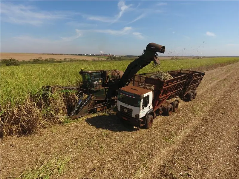 бразильский сахарный тростник
