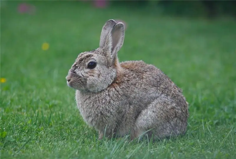 кролик в траве