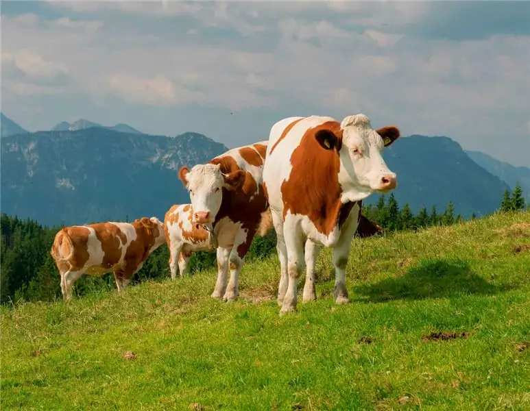 Конец привязи: только фермеры должны платить за улучшение условий содержания животных