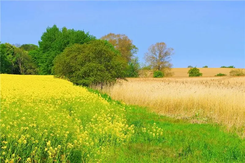 энергетические культуры-лемке