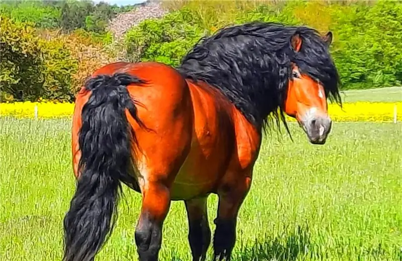 Каштановая лошадь на весеннем пастбище