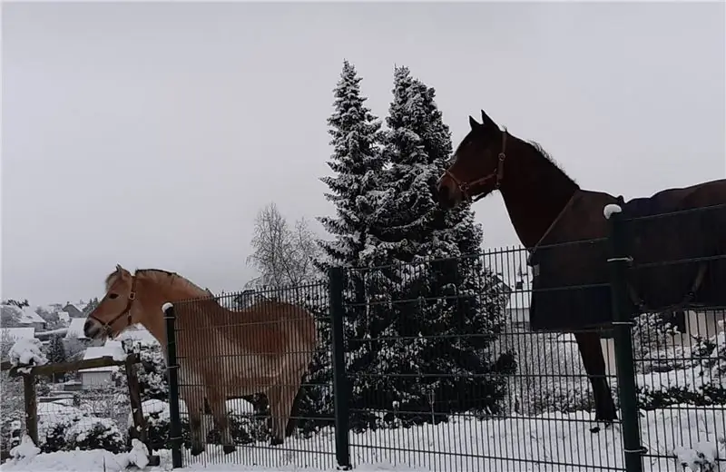 Две лошади на заснеженном пастбище