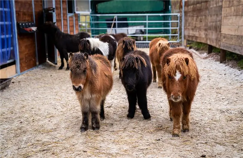 Маленькие пони перед конюшней