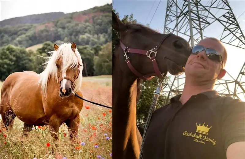 Хафлингер на цветущем лугу и фермер с лошадью