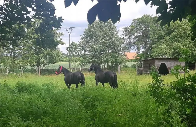 Лошади на зеленом пастбище